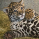 Illustration for article titled Name a Jaguar!